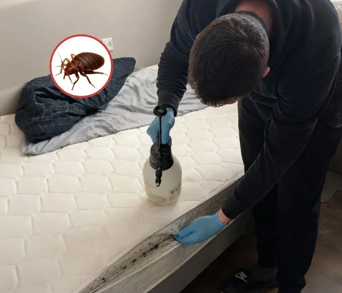 Technicien traitant un matelas contre les punaises de lit à Châtillon